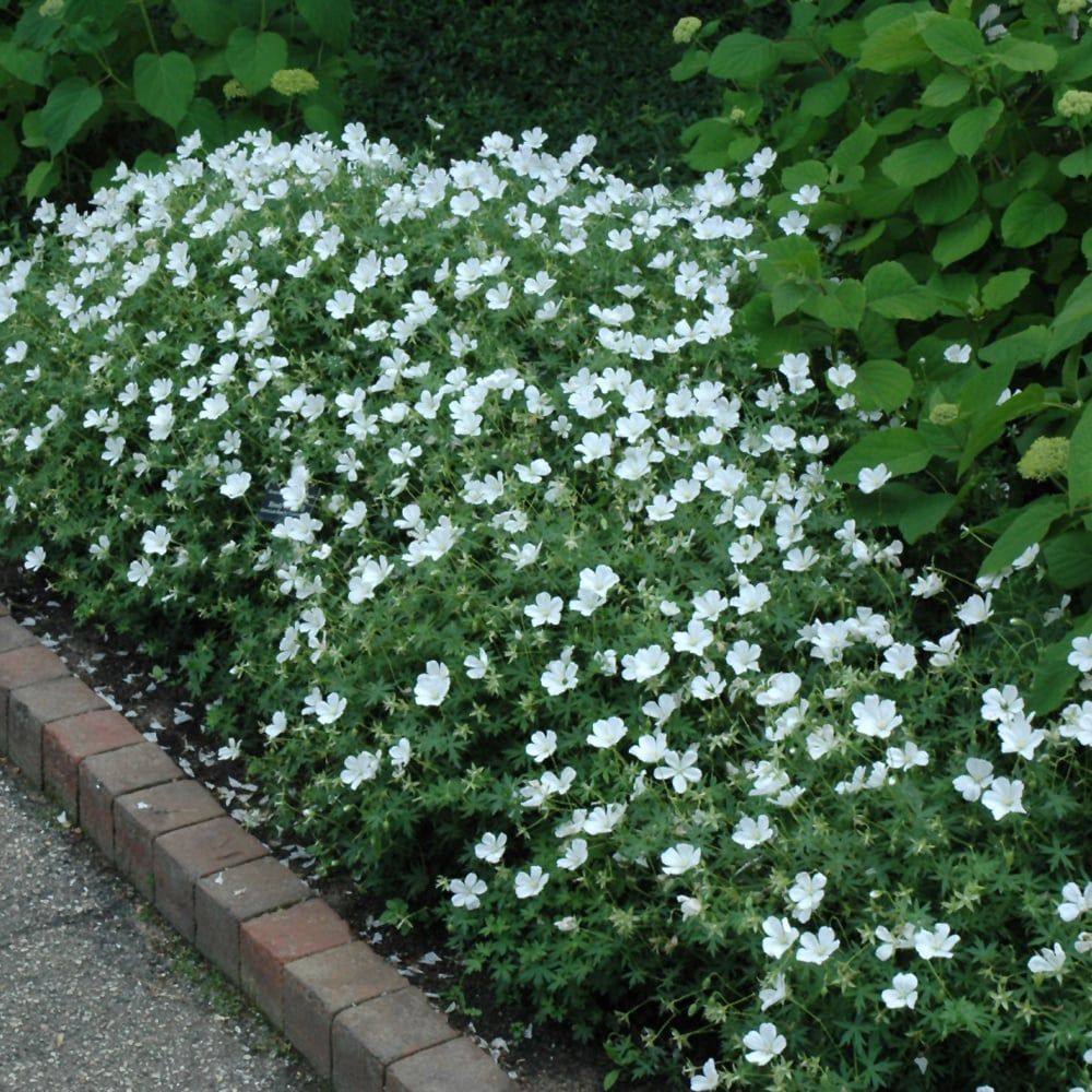 Geranium Sanguineum - Alburn White