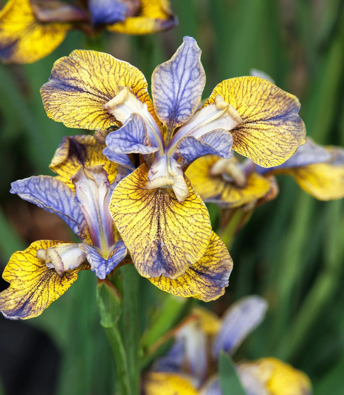 Iris Sibirica - Tipped in Blue