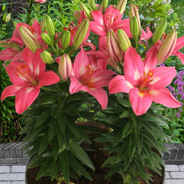 Lilium Asiatic Pot Lily - Rozalynn