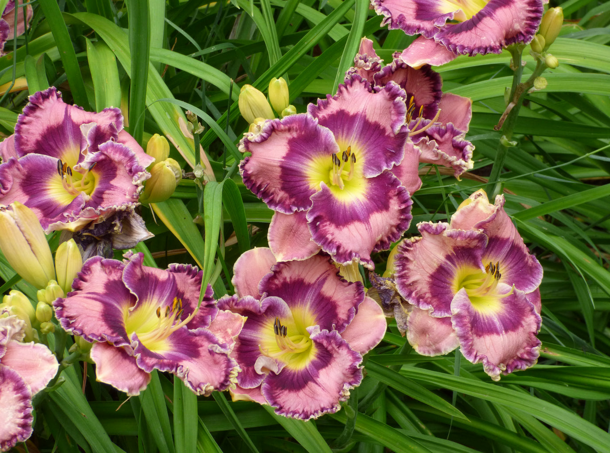 Hemerocallis (Daylily) - Born in California