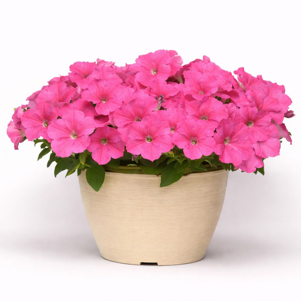 Petunia Easy Wave - Pink Cosmo 6"