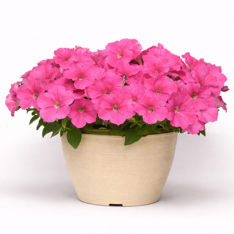 Petunia Easy Wave - Pink Cosmo 6"