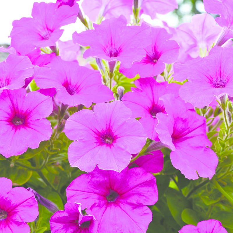 Petunia Easy Wave - Neon Rose 6"