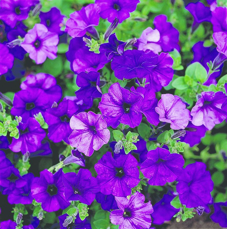 Petunia Easy Wave - Blue (Jumbo 6 Pack)