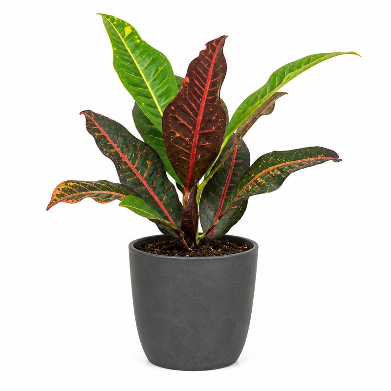 Croton - 3.5"