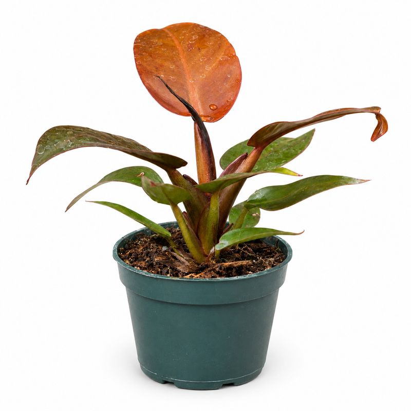 Philodendron Red Sun - 10cm