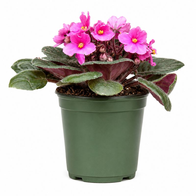 African Violet - 4"