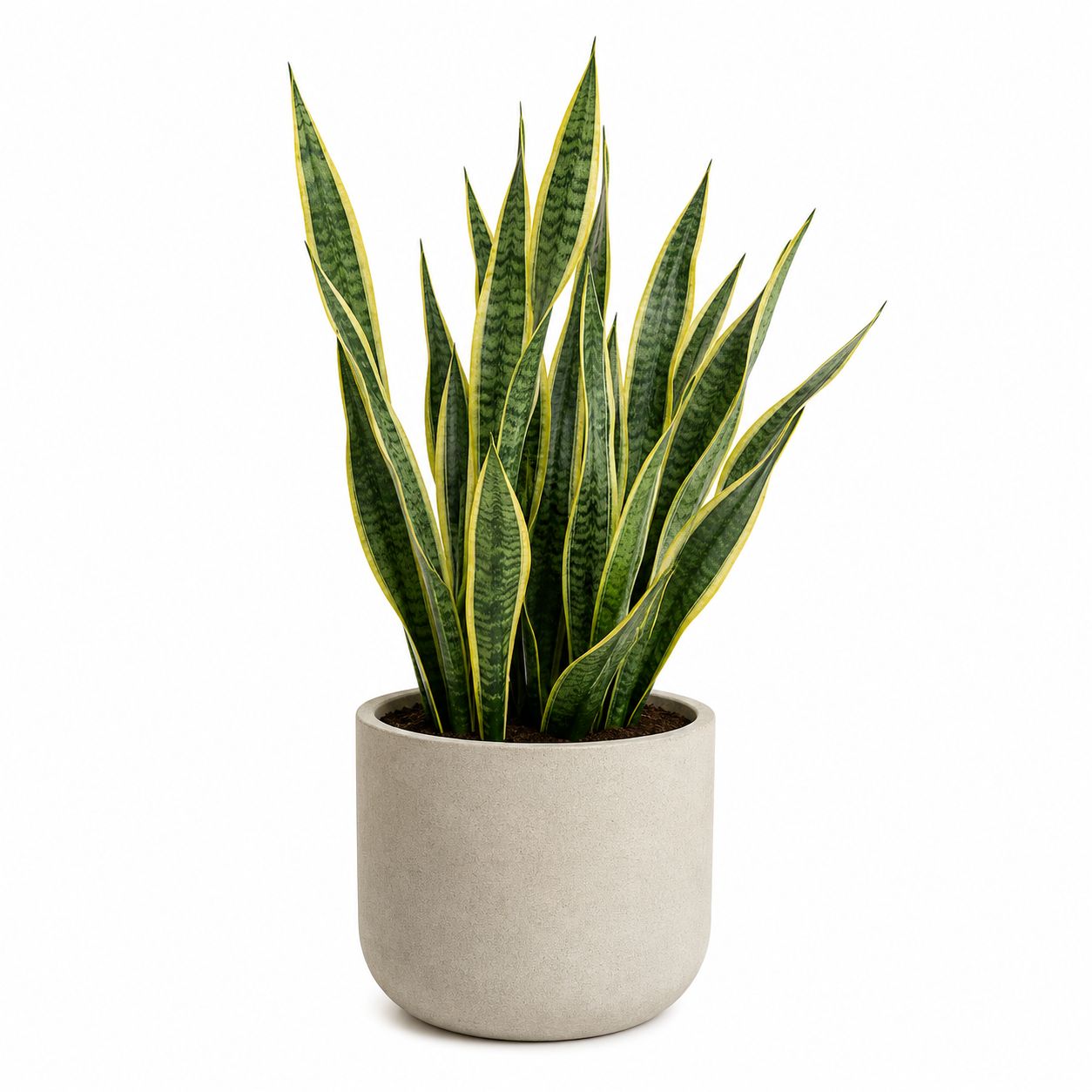Sanseveria Laurentii - 6"