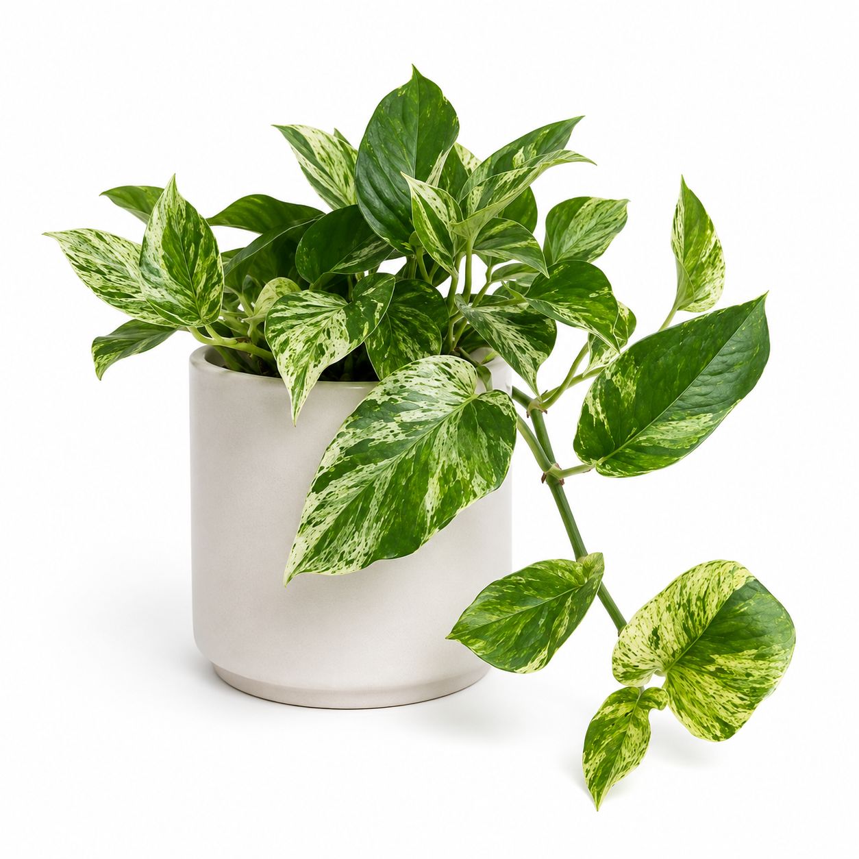 Pothos Marble Queen Totem - 10"