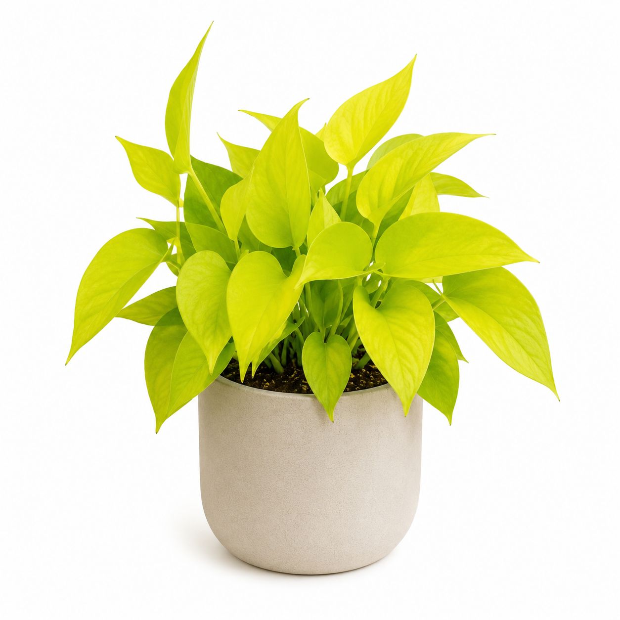 Neon Pothos (Epipremnum) - 4"