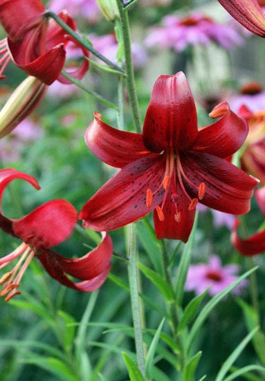 Lilium (Lily) Tiger Asiatic - Red Velvet