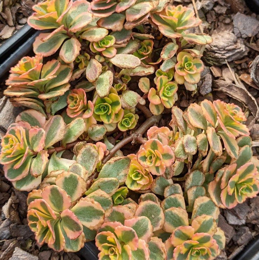 Sedum - What a Doozy