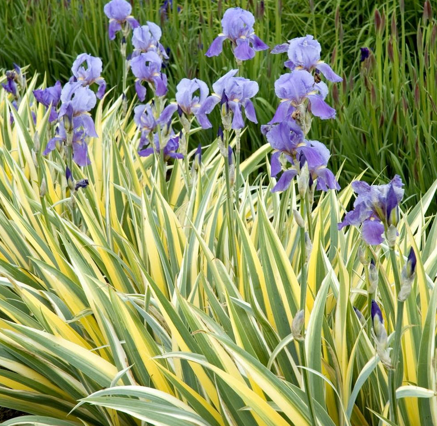 Iris Pallida - Gold