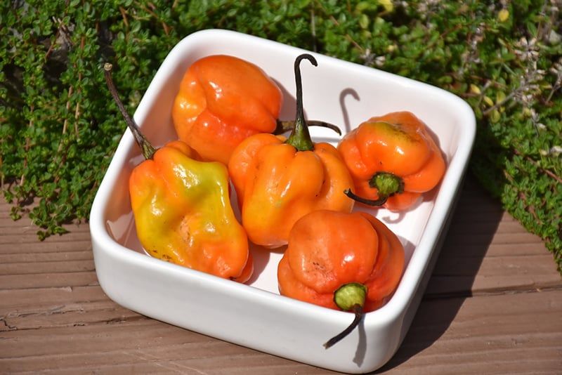 Pepper - Habanero Orange (6 Pack Large)