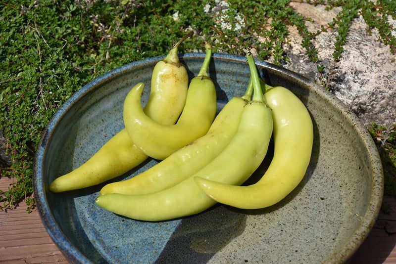 Pepper - Sweet Banana (6 Pack Large)