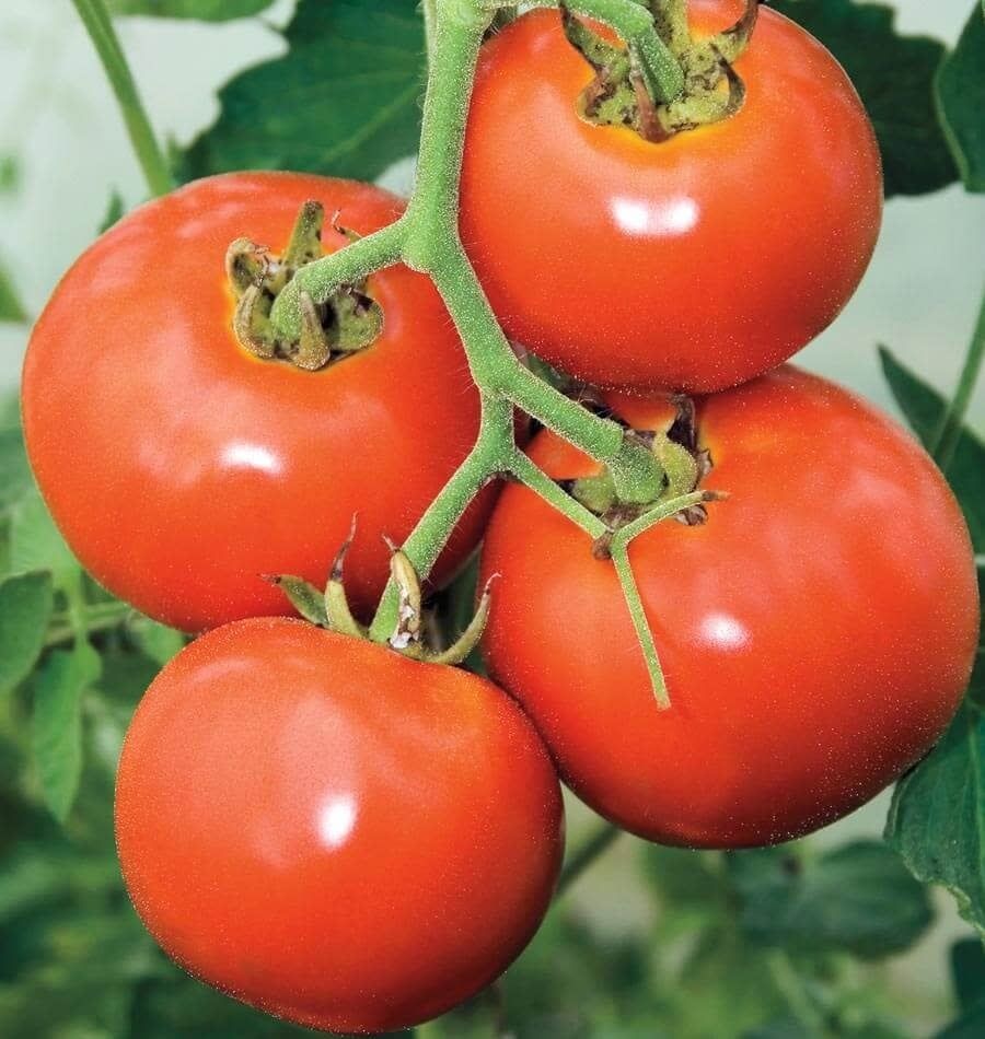 Tomato - Manitoba (6 Pack Large)