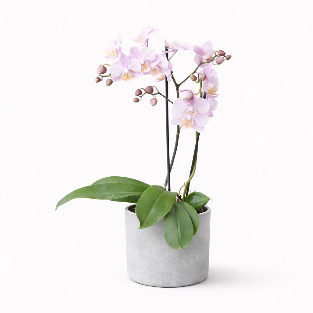 Mini Orchid  Asst - 2.5"