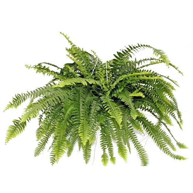 Boston Fern HB - 10"