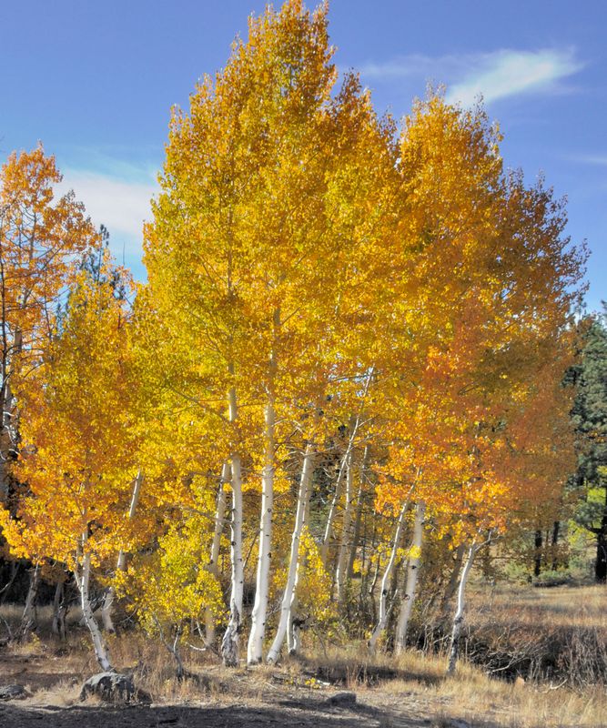 Aspen - Quaking - #7