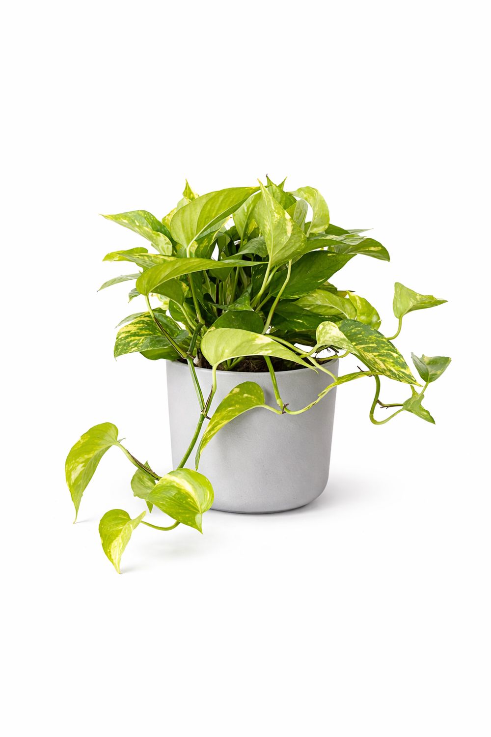 Hawaiian Pothos Epipremnum - 6"