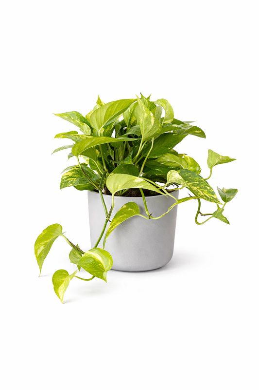 Hawaiian Pothos Epipremnum - 6"