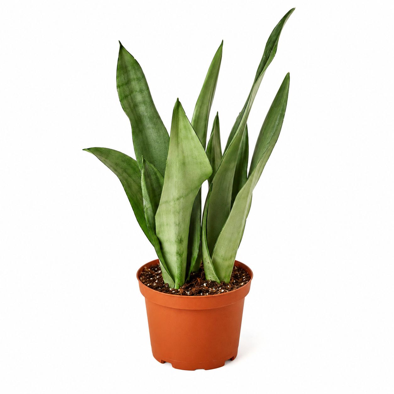 Sanseveria Moonshine - 6"