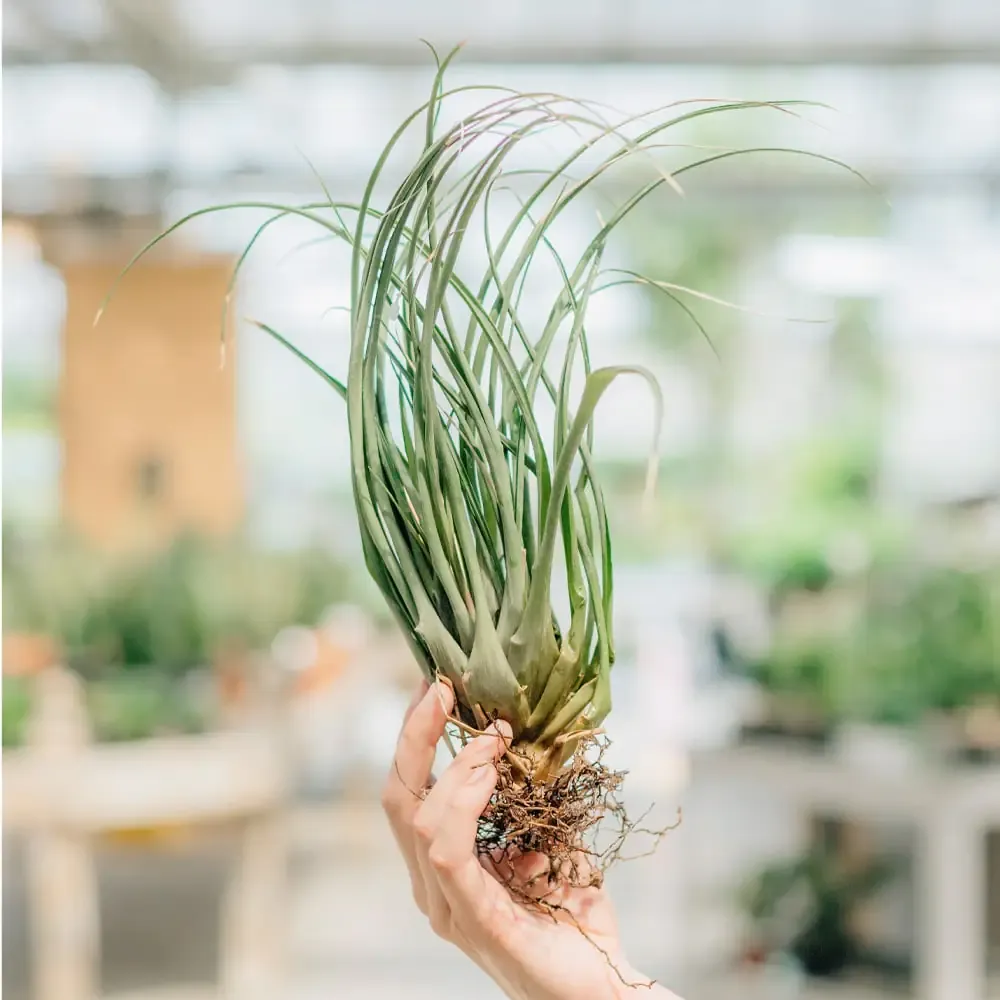 Airplant Tillandsia Large