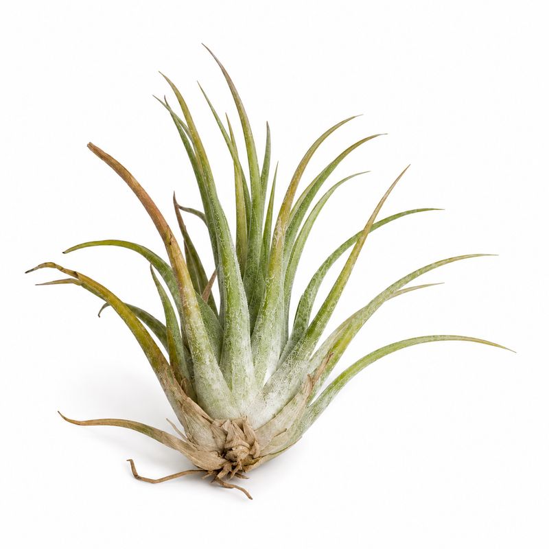 Airplant Tillandsia Large