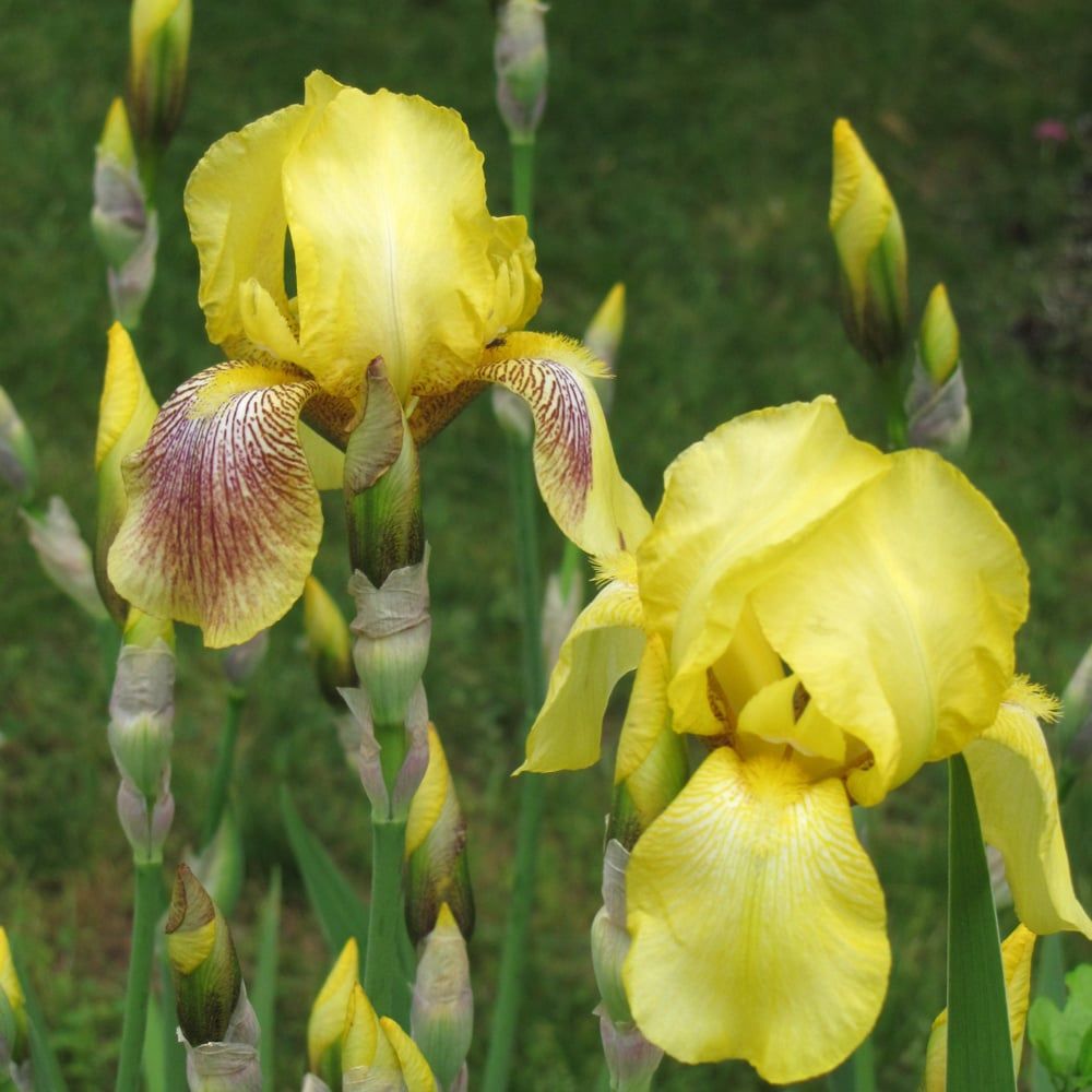 Iris Germanica - Harvest of Memories