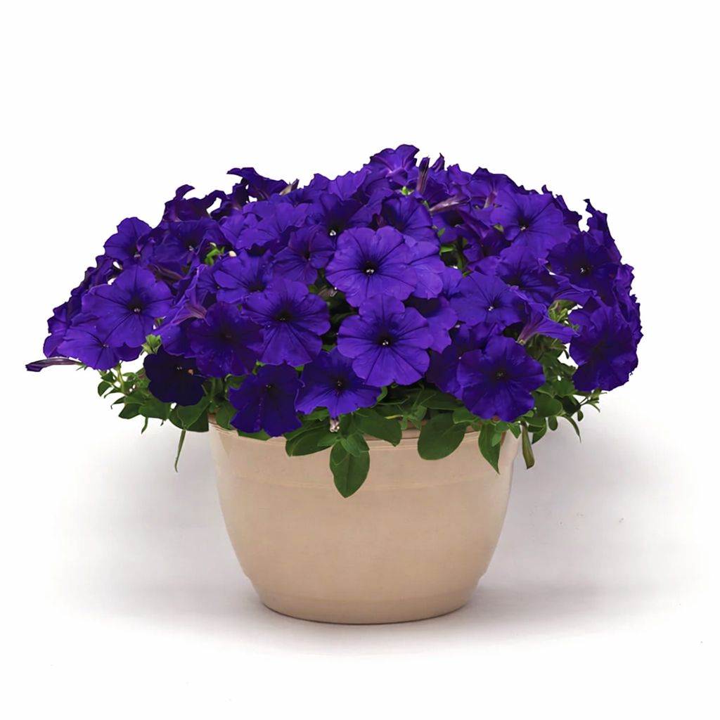 Petunia Easy Wave - Blue 6"