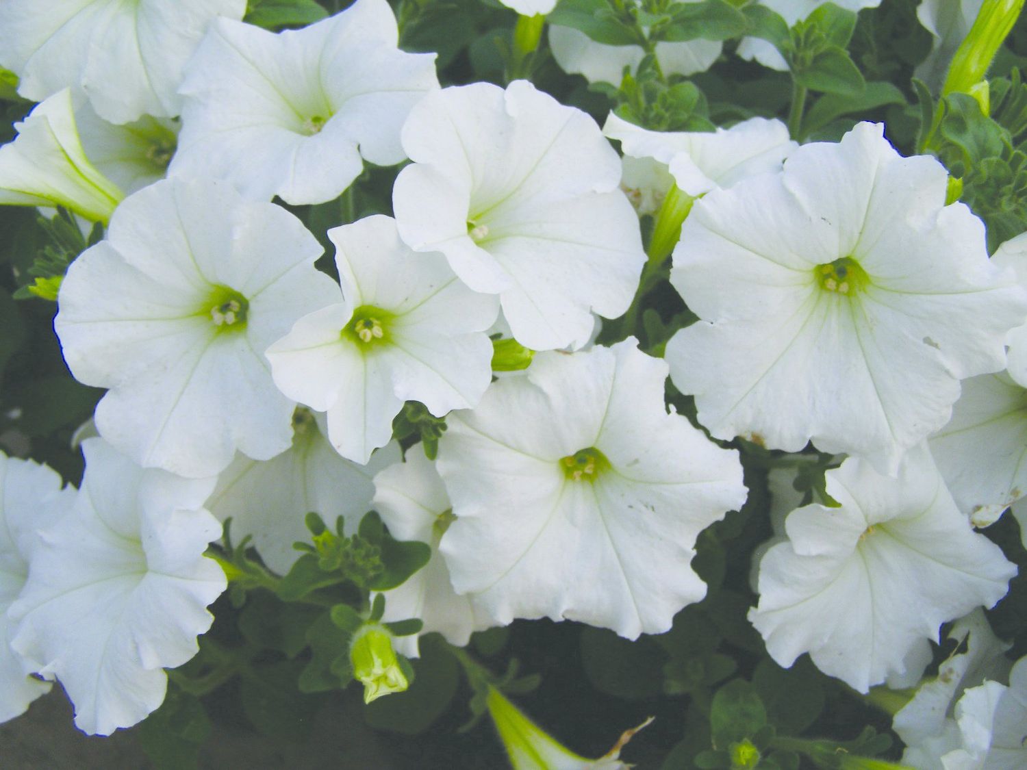 Petunia Easy Wave - White 6"