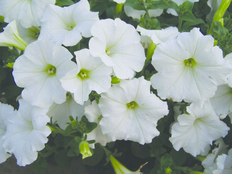 Petunia Easy Wave - White (Jumbo 6 Pack)