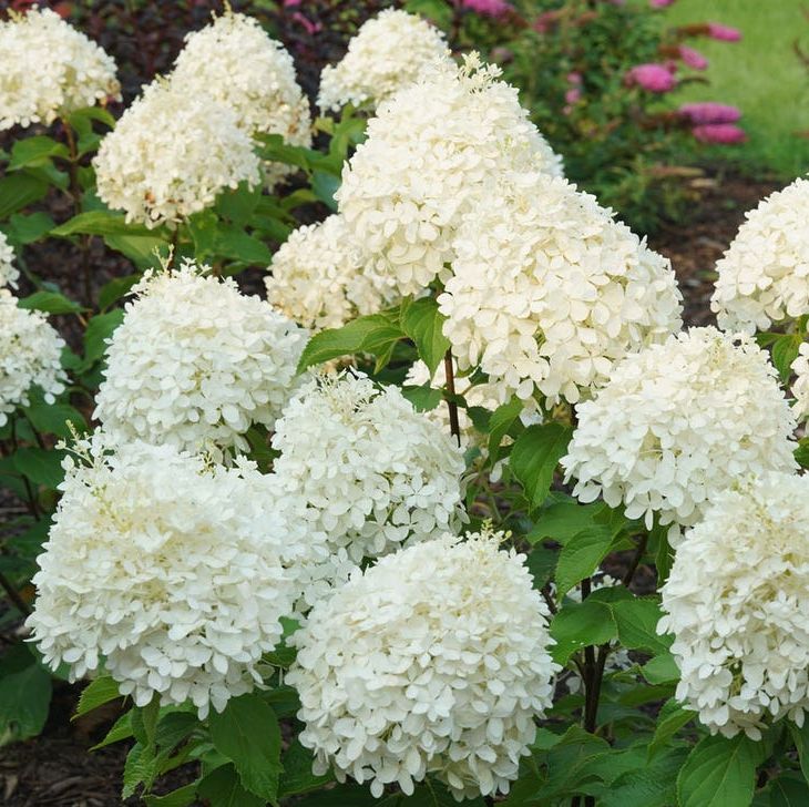 Hydrangea - Puffer Fish - 8"