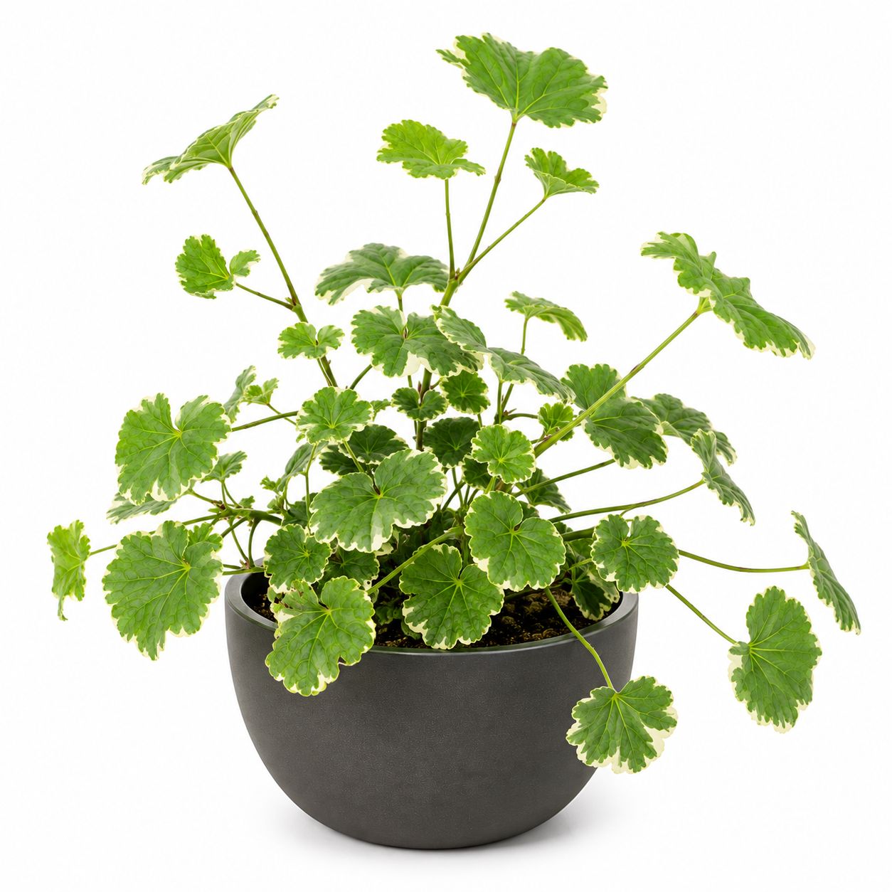 Aralia Balfouriana Stump - 10"
