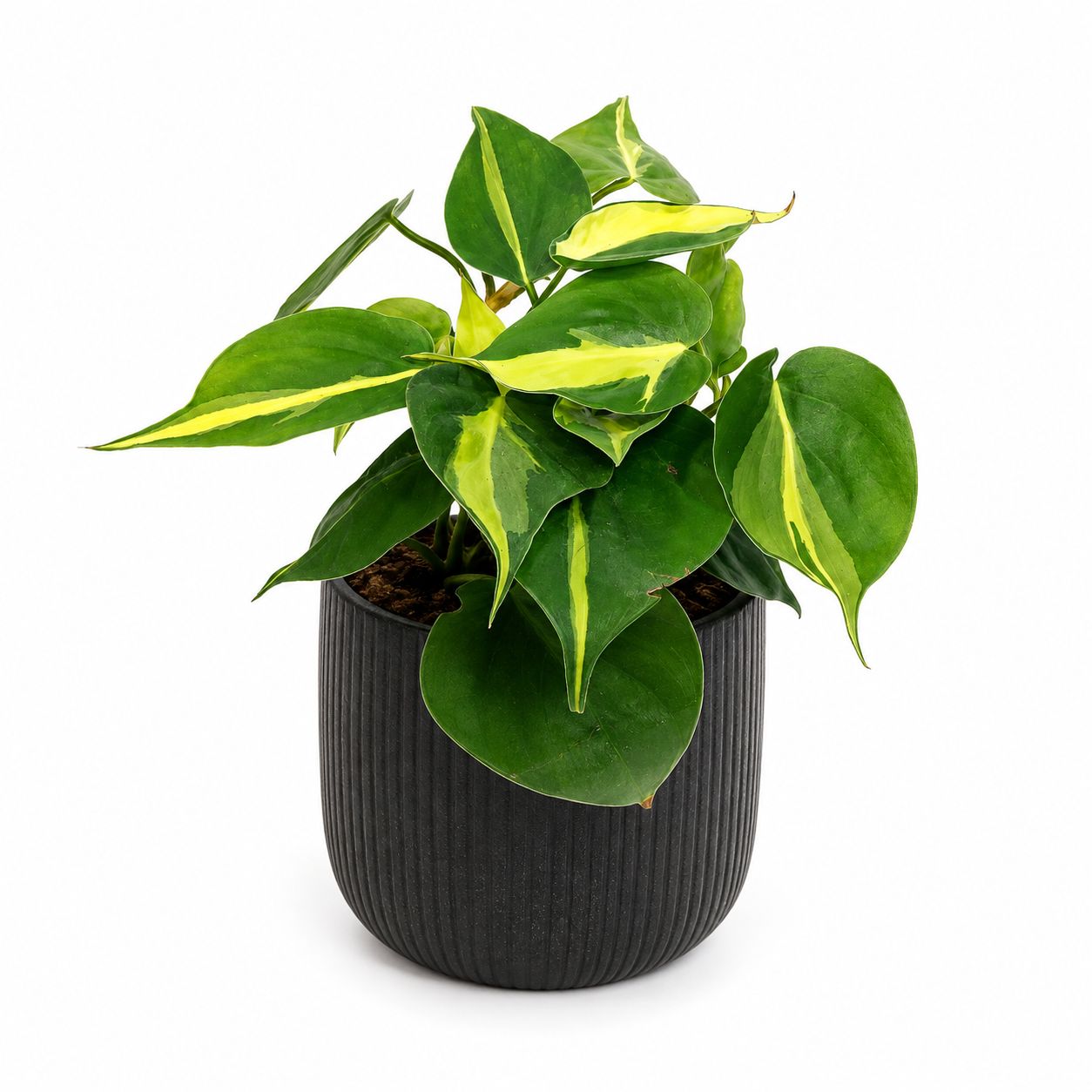 Philodendron Brasil - 4"