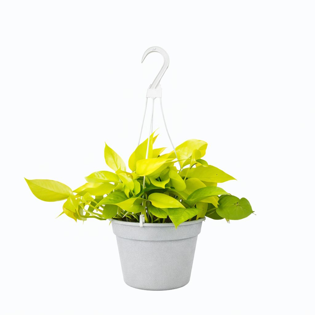 Pothos Neon - 6”