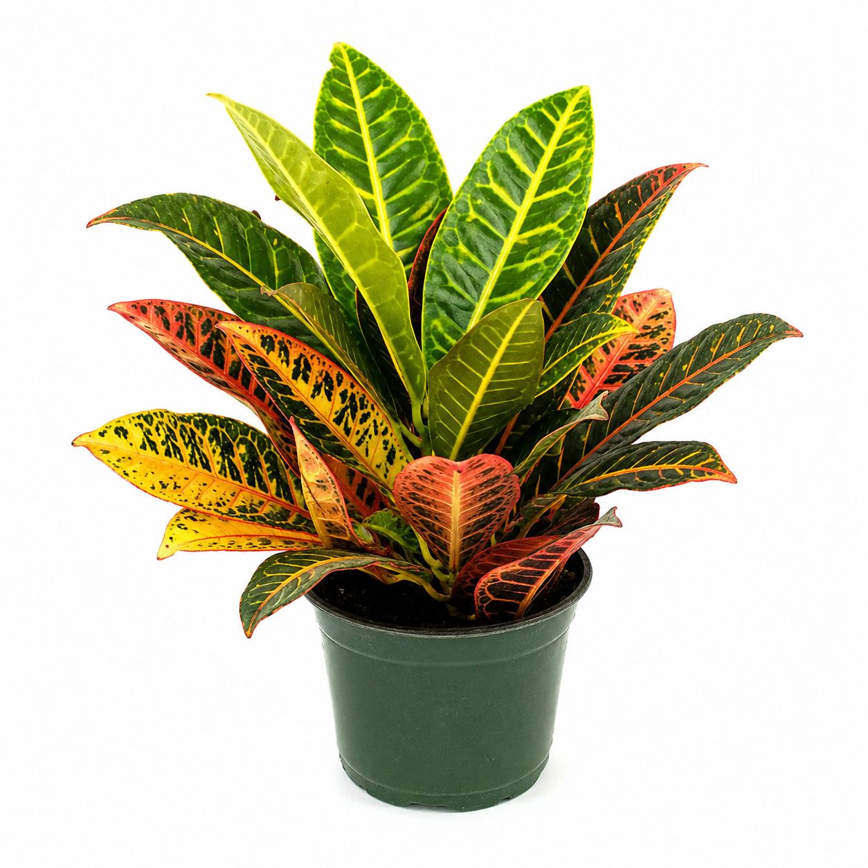 Croton Codiaeum Petra - 6"