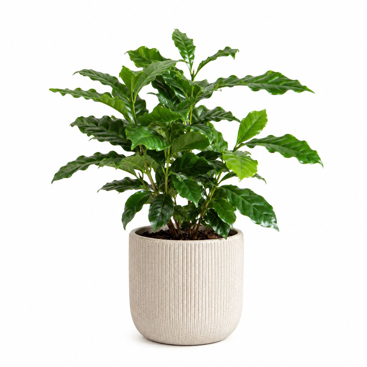 Coffee Plant - 6"