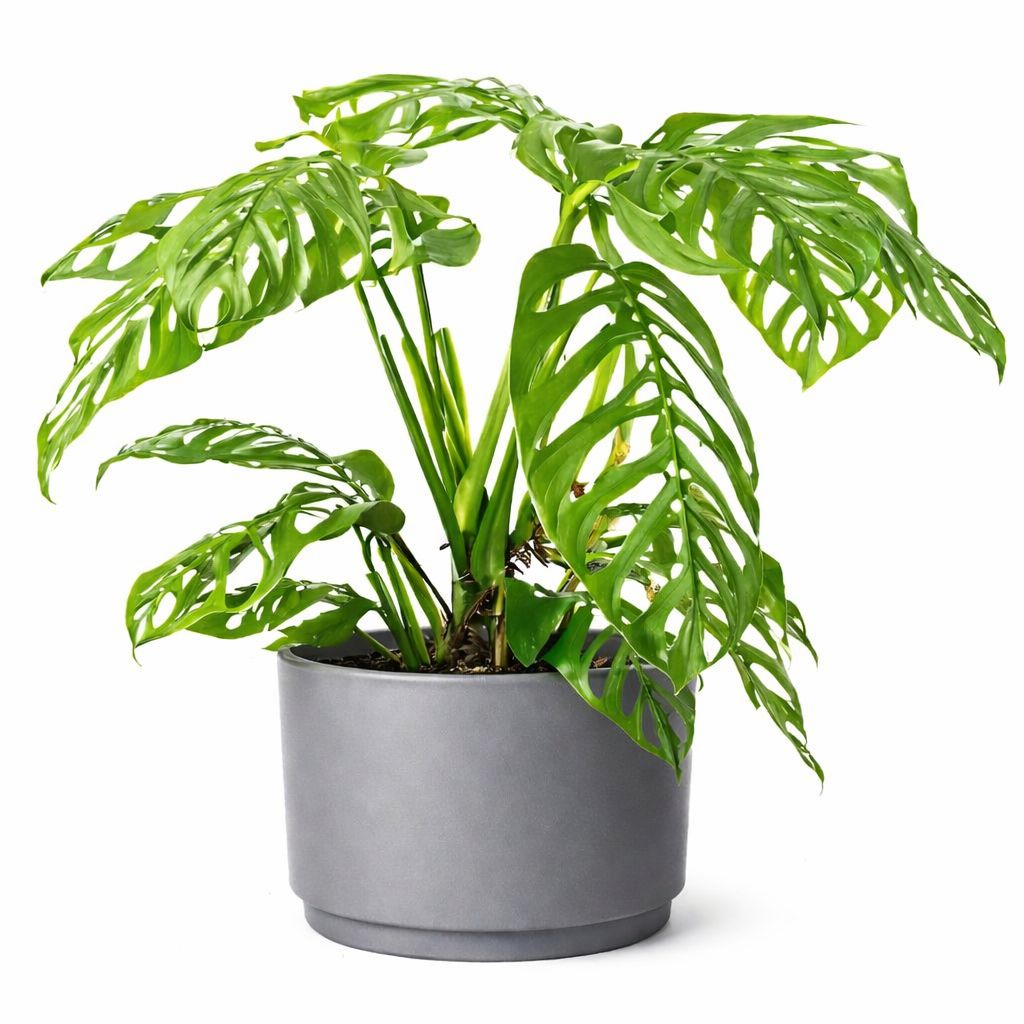 Philodendron Esqueleto - 10"
