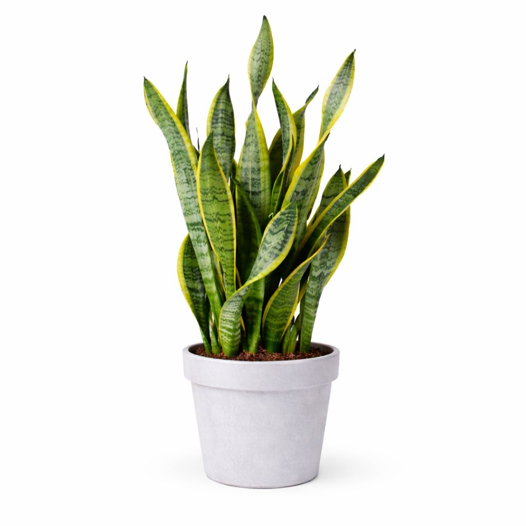 Sanseveria - 10"