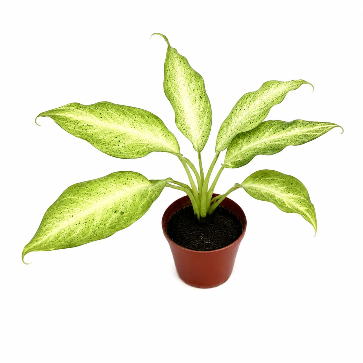 Dieffenbachia Camouflage - 6"