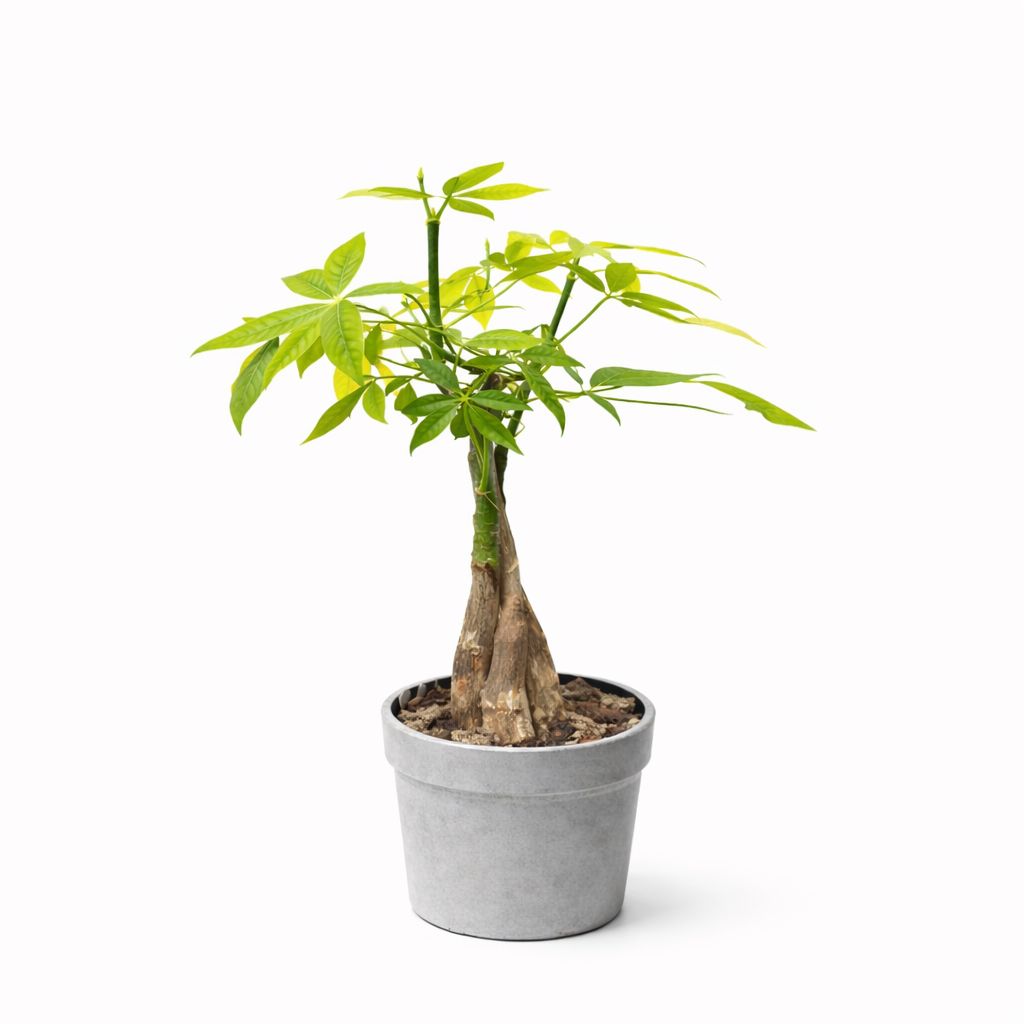 Money Tree - 6"