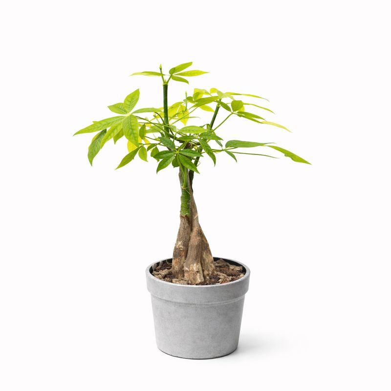 Money Tree - 6"