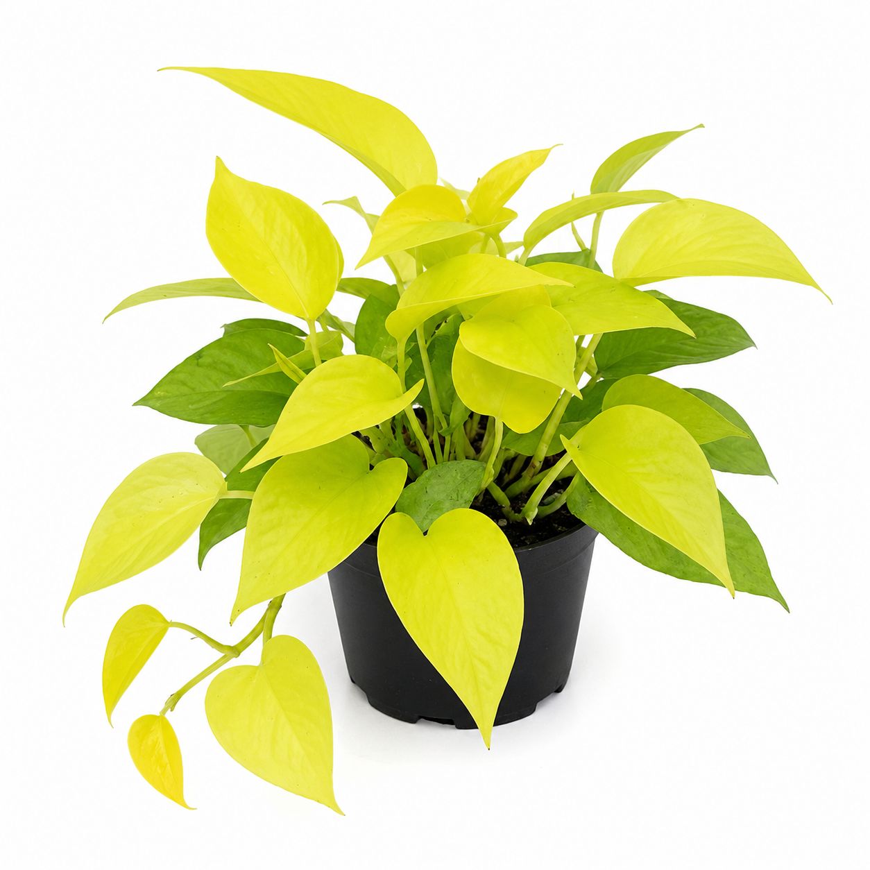 Pothos (Marble Queen-Neon-Golden) - 6"