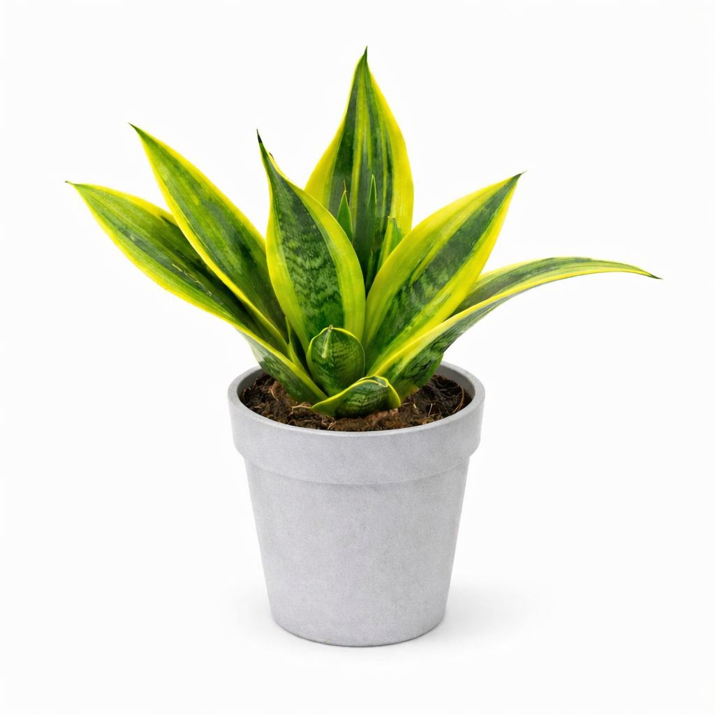 Sanseveria Gold Flame - 4"