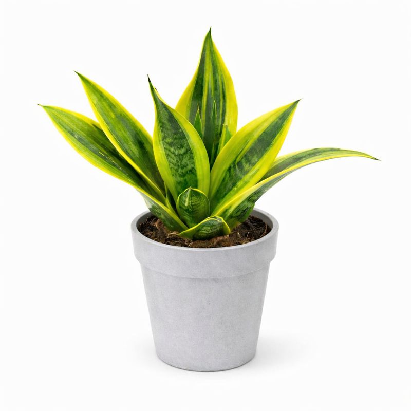Sanseveria Gold Flame - 4"