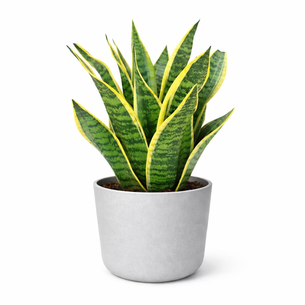 Sanseveria Futura - 4"