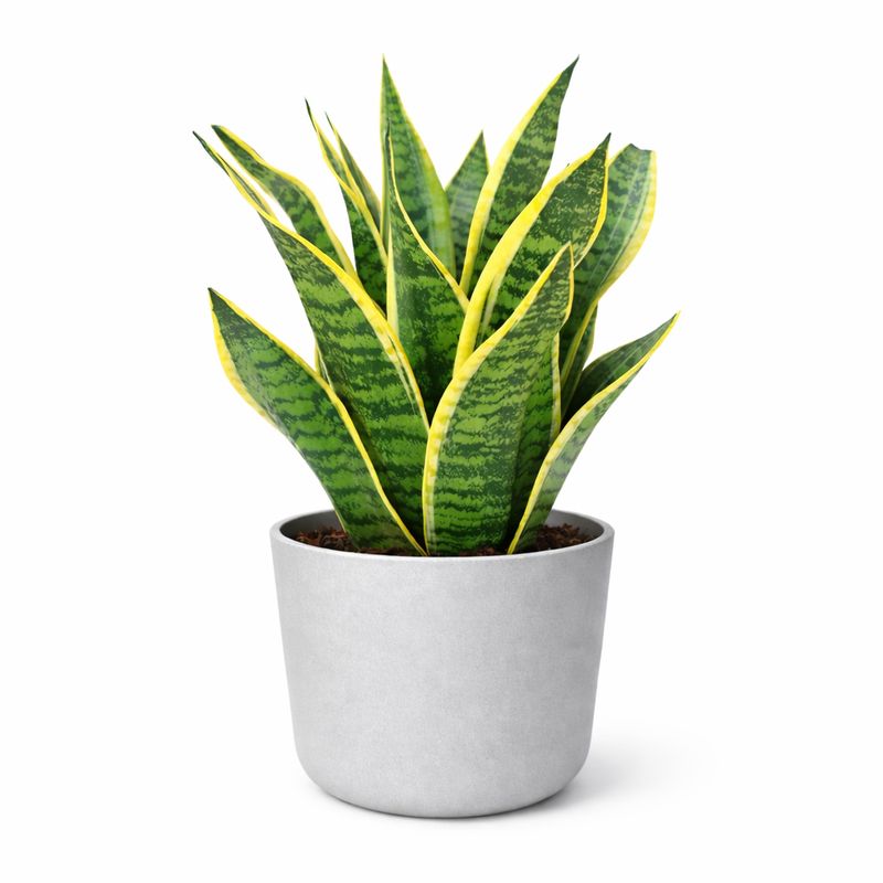 Sanseveria Futura - 4"