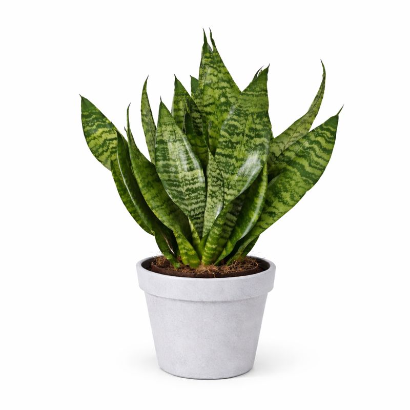 Sanseveria Robusta - 4"