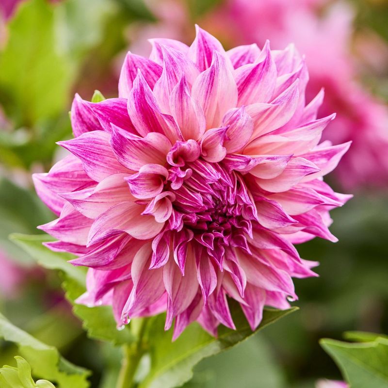 Dahlia - Dinnerplate Cafe au Lait Royal